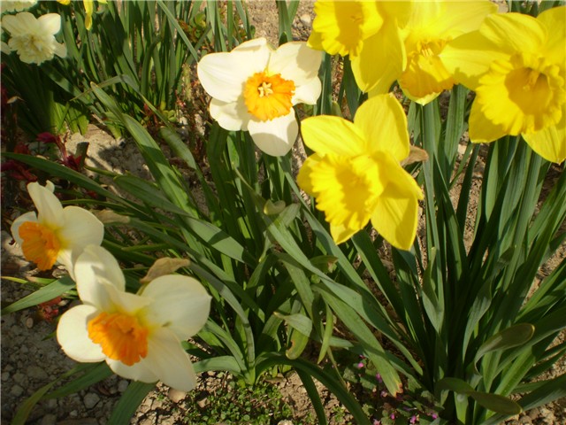 narcisi